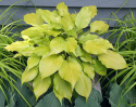 Hosta 'Tickle me Pink'