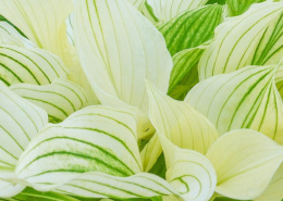 Hosta 'White Feather'