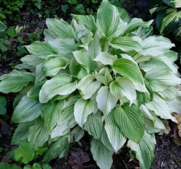 Hosta 'White Feather'