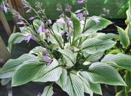 Hosta 'Zebra Stripes'