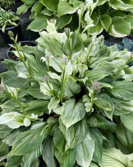 Hosta 'Zebra Stripes'