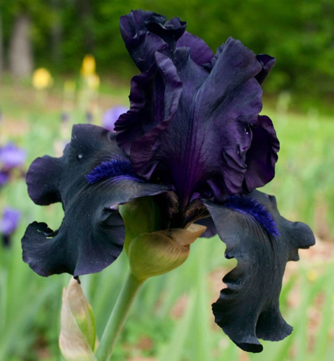 Irys- Iris 'Black Dragon'