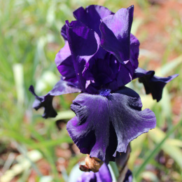 Irys- Iris 'Black Dragon'