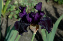 Irys- Iris 'Black Dragon'