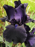 Irys- Iris 'Black Dragon'