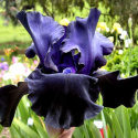 Irys- Iris 'Black Dragon'