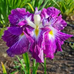 Irys- Iris ensata 'Persephone'