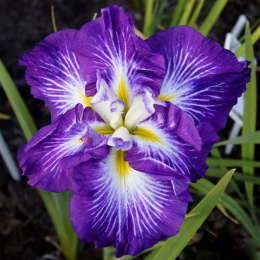 Irys- Iris ensata 'Persephone'