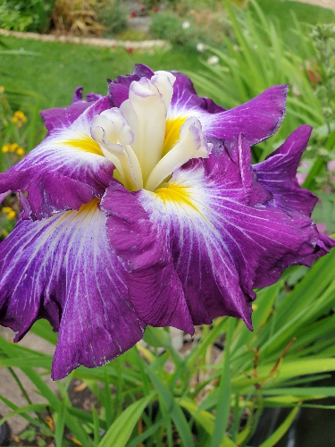 Irys- Iris ensata 'Persephone' Irys- Iris ensata 'Persephone'