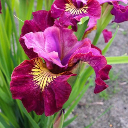 Irys-Iris sibirica 'Miss Apple'