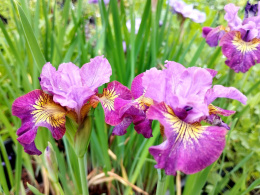 Irys-Iris sibirica 'Miss Apple'