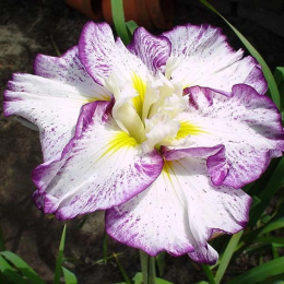 Irys- Iris ensata 'Stippled Ripples'