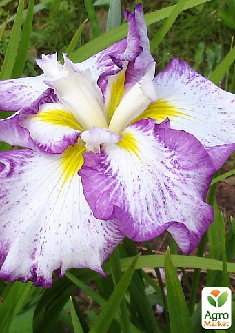 Irys- Iris ensata 'Stippled Ripples' Irys- Iris ensata 'Stippled Ripples'