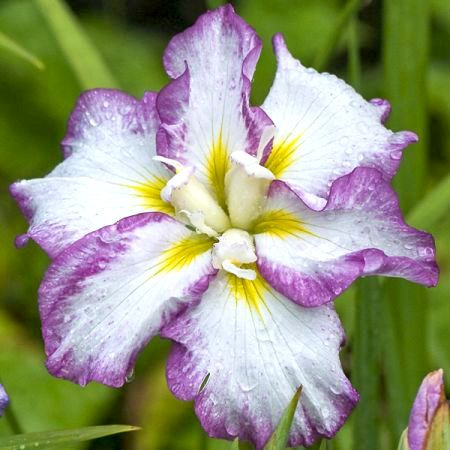 Irys- Iris ensata 'Stippled Ripples' Irys- Iris ensata 'Stippled Ripples'