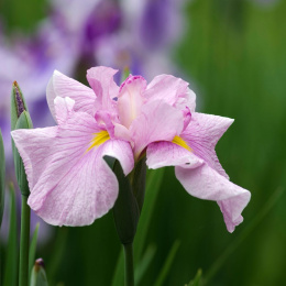 Irys- Iris ensata 'Dinner Plate Tub Tim Grob'