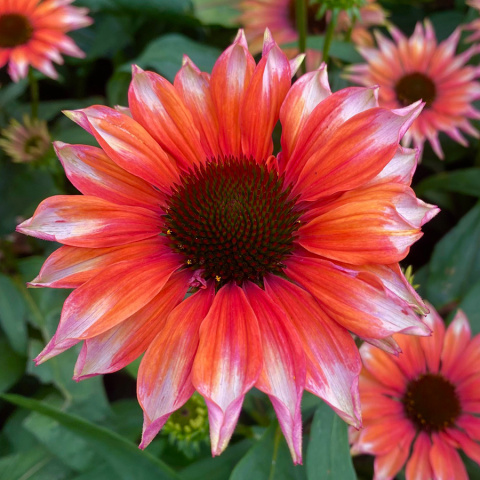 Jeżówka - Echinacea 'Flamingo' Jeżówka - Echinacea 'Flamingo'