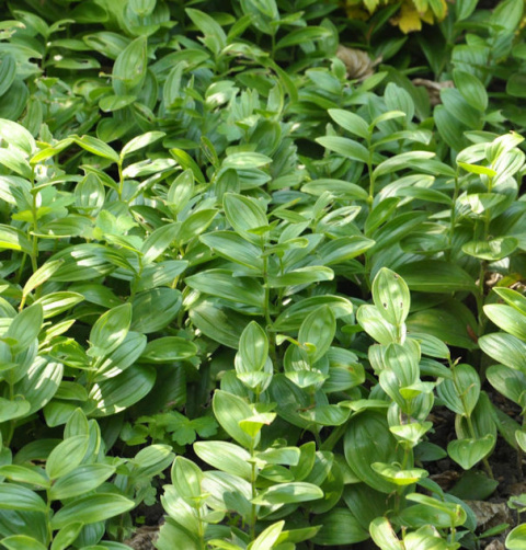 Kokoryczka niska- Polygonatum humile Kokoryczka niska- Polygonatum humile
