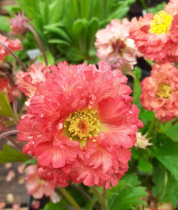 Kuklik 'Bohema Pink'