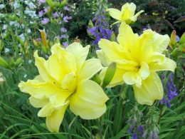 Liliowiec- Hemerocallis 'Double River Wye'