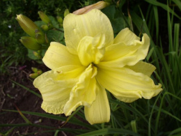 Liliowiec- Hemerocallis 'Double River Wye'