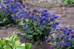 Miodunka- Pulmonaria Blue Ensign