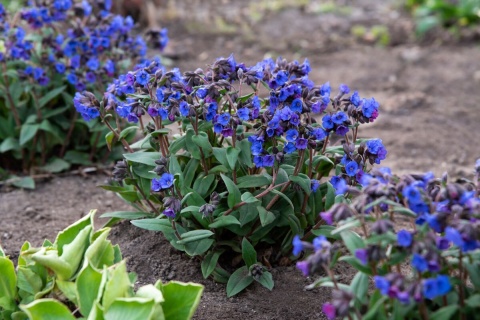 Miodunka- Pulmonaria Blue Ensign Miodunka- Pulmonaria Blue Ensign