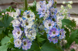 Ostróżka- Delphinium 'La Boheme'