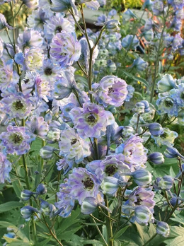 Ostróżka- Delphinium 'La Boheme'