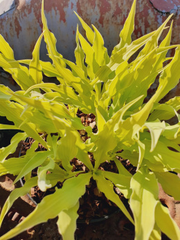 Hosta 'Wiggles and Squiggles'