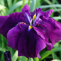 Irys- Iris ensata 'Royal Banner'