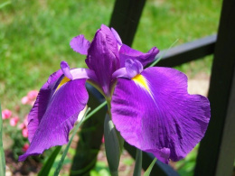 Irys- Iris ensata 'Royal Banner'