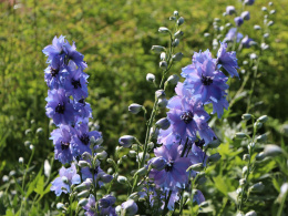 Ostróżka- Delphinium 'Starlight' ®