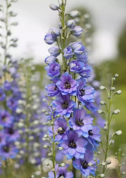 Ostróżka- Delphinium 'Starlight' ®