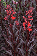 Lobelia 'Queen Victoria'
