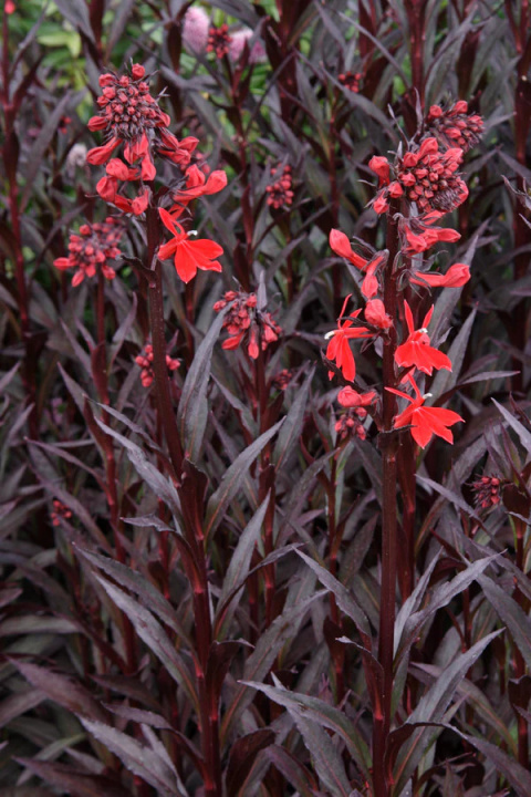 Lobelia 'Queen Victoria' Lobelia 'Queen Victoria'
