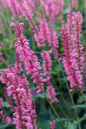 Rdest Flamingo Feathers