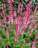 Rdest Flamingo Feathers