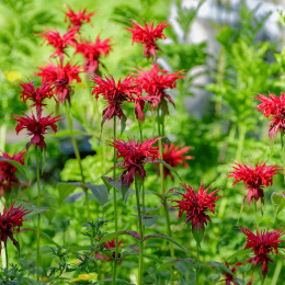 Pysznogłówka szkarłatna- Monarda didyma