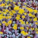 Rozchodnik łopatkowaty- Sedum spathulifolium 'Cape Blanco'