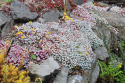 Rozchodnik łopatkowaty- Sedum spathulifolium 'Cape Blanco'