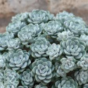 Rozchodnik łopatkowaty- Sedum spathulifolium 'Cape Blanco'