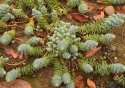 Rozchodnik lubczykowy- Sedum anacampseros