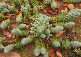 Rozchodnik lubczykowy- Sedum anacampseros