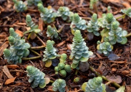 Rozchodnik lubczykowy- Sedum anacampseros