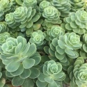 Rozchodnik lubczykowy- Sedum anacampseros