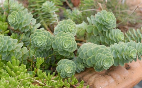 Rozchodnik lubczykowy- Sedum anacampseros Rozchodnik lubczykowy- Sedum anacampseros