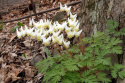 Serduszka- Dicentra cucullaria