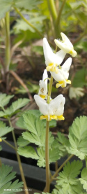 Serduszka- Dicentra cucullaria