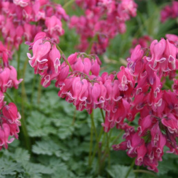 Serduszka piękna- Dicentra formosa 'King of Hearts'