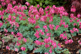 Serduszka piękna- Dicentra formosa 'King of Hearts'